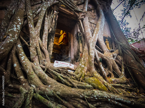 Old Buddha statue covered with trees roots in Wat Bang Kung Camp, Prok Bodhi Ubosot, in Samut Songkhram, Thailand