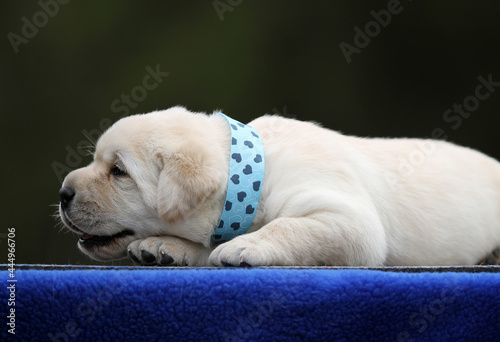 a sweet yellow labrador dog on the blue