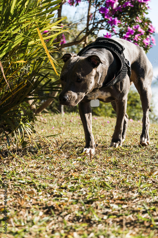 Pit bull dog watching the clouds and fog on the mountain at sunrise. Blue Pitbull nose in sunny day with green grass and beautiful view in the background. Selective focus. Pit bull dog watching the clouds and fog on the mountain at sunrise. Blue Pitbull nose in sunny day with green grass and beautiful view in the background. Selective focus.
