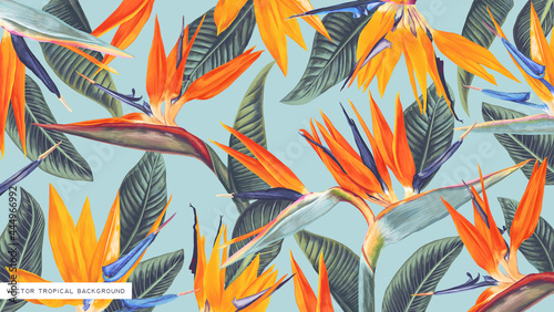Realistic, vector, tropical wallpapers with strelitzia (bird of paradise) designed for computer screens and tablets, can be used as print for clothing, advertising banner, cover in social networks photo