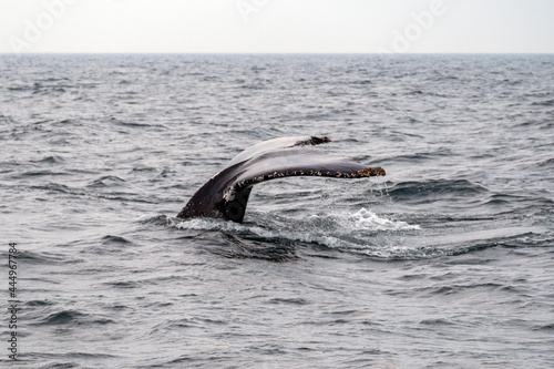 Humpback Whale Fluke - Overcast