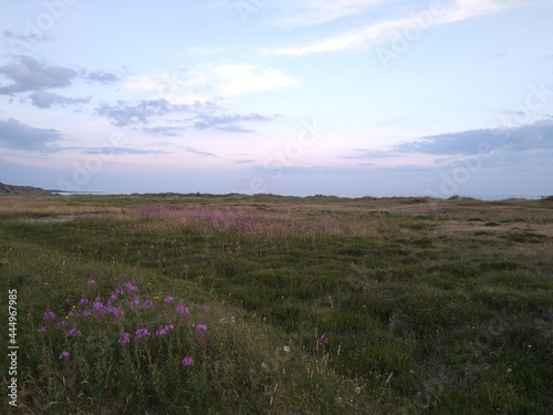 field of lavender