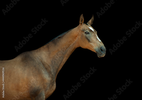 Fototapeta Naklejka Na Ścianę i Meble -  akhal-teke horse portrait isolated on black background