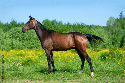 Bay horse posing in summer meadow