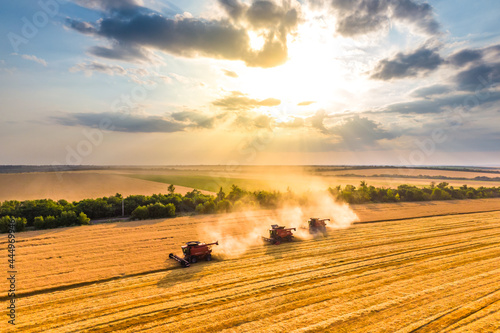 harvesting wheat. three red combine-harvester work in the field. beautiful sky at sunset. Aerial drone photo photo