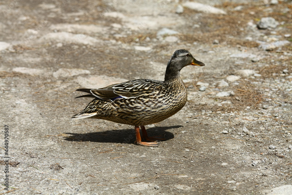 Duck on a dirt road in the park. Duck on a dirt road in the park.