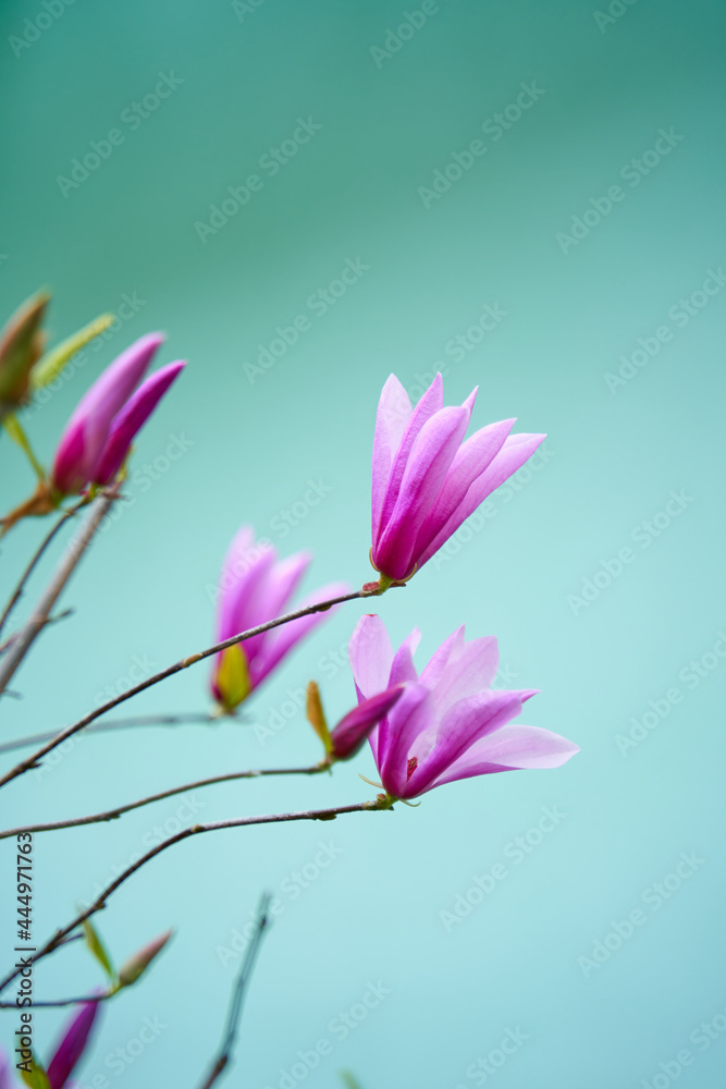 Obraz premium Blooming magnolia flowers in the city park