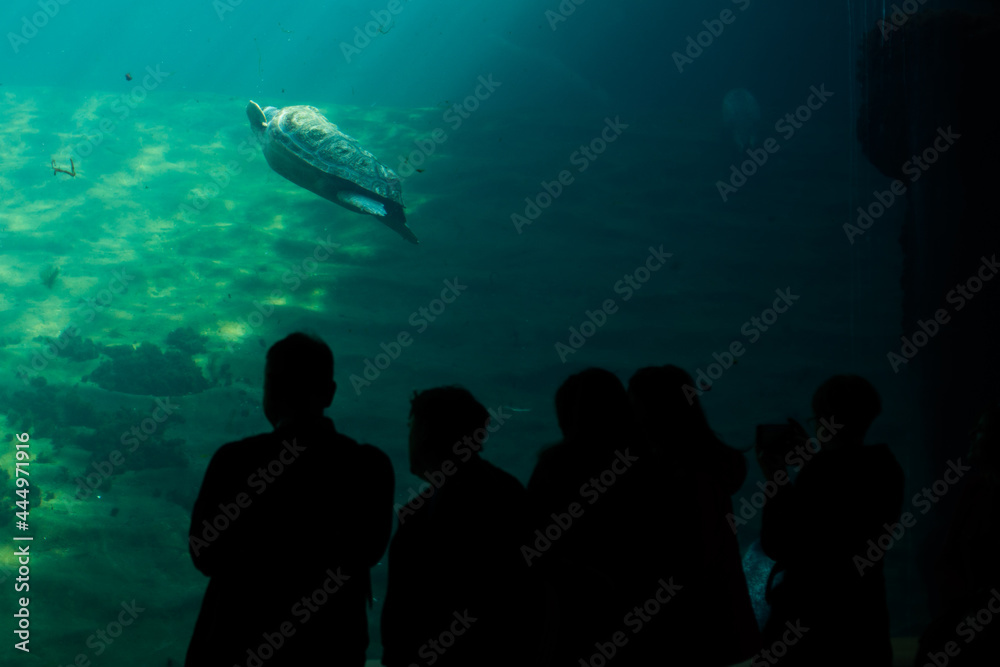 Fototapeta premium Silhouettes of people watching a tortoise underwater