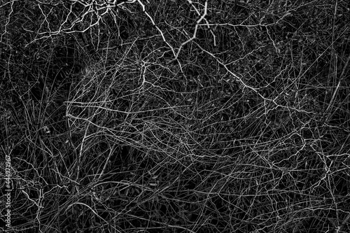 Texture of nature