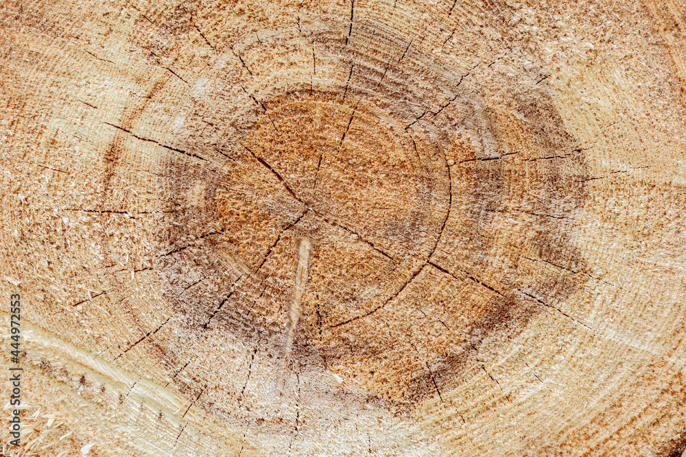 Naklejka premium Slice of the wood timber background.