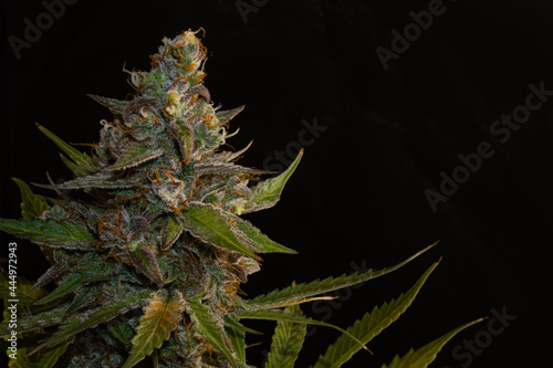 Marijuana flower with lots of brown pistils and resin. Medical marijuana ready to be harvested.