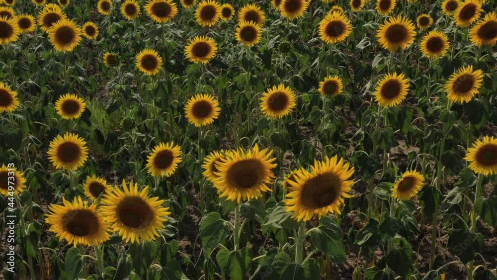 Summer sunflower harvest time is approaching Summer sunflower harvest time is approaching