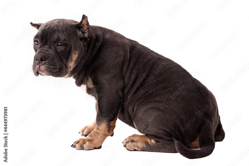 A puppy of the American Bully breed of the tricolor color. A newly created companion dog breed in the United States. Isolated on a white background, close-up, selective focus
