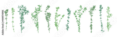 Thyme grunge set. Thyme herb abstract collection. Herbal plant. Gardening, culinary and aromatherapy.