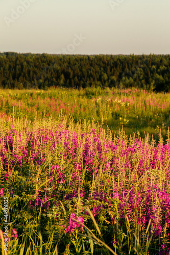 crimson flowers of the field plant ivan-tea in the rays of the setting sun