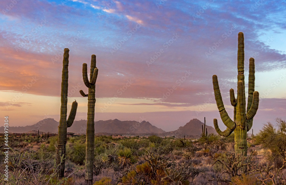  Sunrise Scene In Scottsdale Arizona Desert With Saguaro Cactus