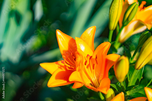 Yellow orange lily growing in the garden
