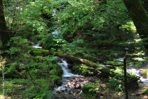 栃木県塩谷町に尚仁沢湧水。栃木県塩谷町の山・高原山に中腹にある湧水群。樹齢数百年にも及ぶ原生林の中、十数ヵ所から名水が湧き出る。