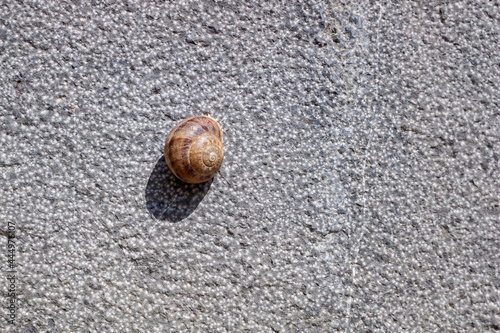 A lone snail hidden inside its shell, stuck to a wall in the sun in summer.