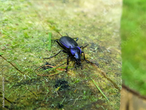 Blue-violet forest beetle