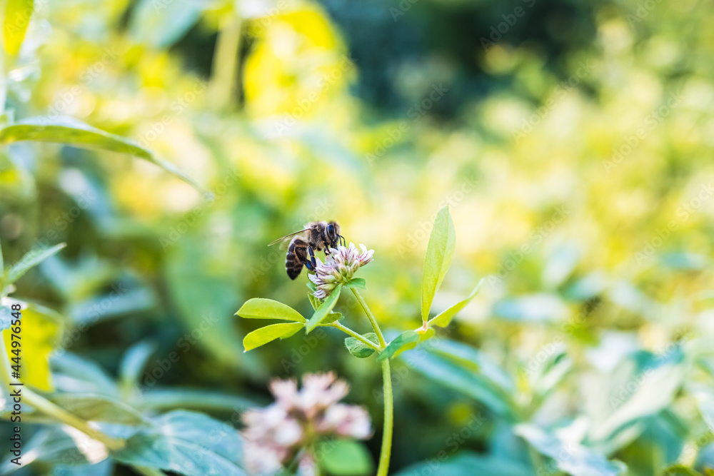 Bees are in danger of extinction from pesticides and monocultures, they are necessary to pollinate plants. Bees are in danger of extinction from pesticides and monocultures, they are necessary to pollinate plants.