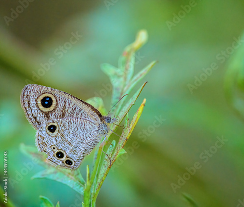 Common Fourring butterfly on green leaf photo