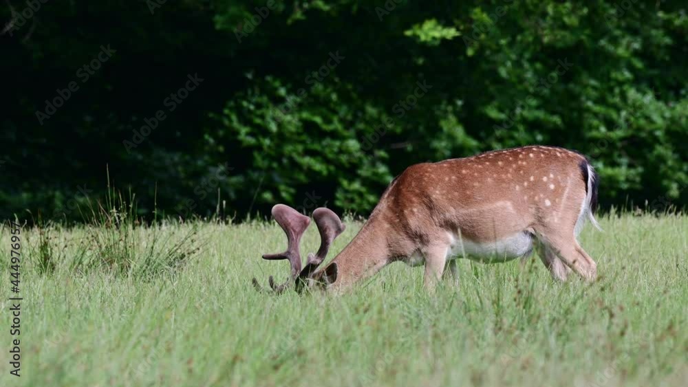 Fallow buck grazing on the forest meadow, summer, june, (dama dama), germany Fallow buck grazing on the forest meadow, summer, june, (dama dama), germany