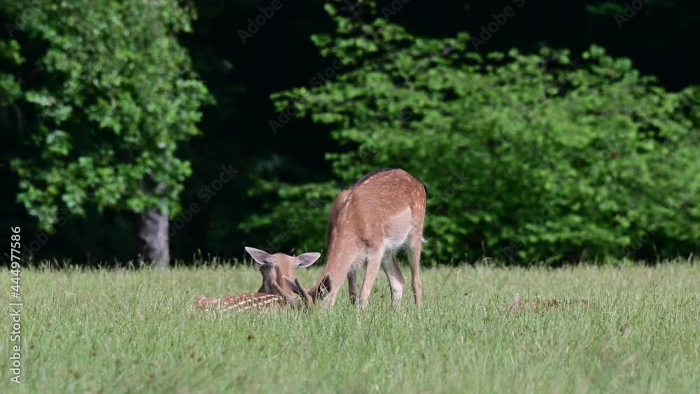 Young fallow bucks grazing on the forest meadow,  summer, june, dama dama), germany 