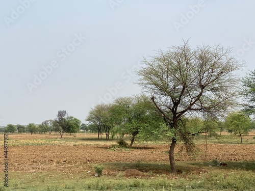 Acacia tree in the fields