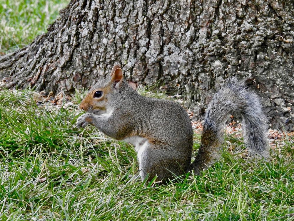 Squirrels in Kansas Squirrels in Kansas