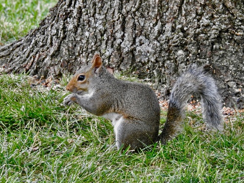 Squirrels in Kansas