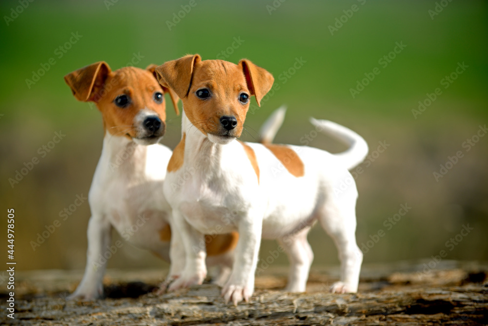 Jack Russell crias1