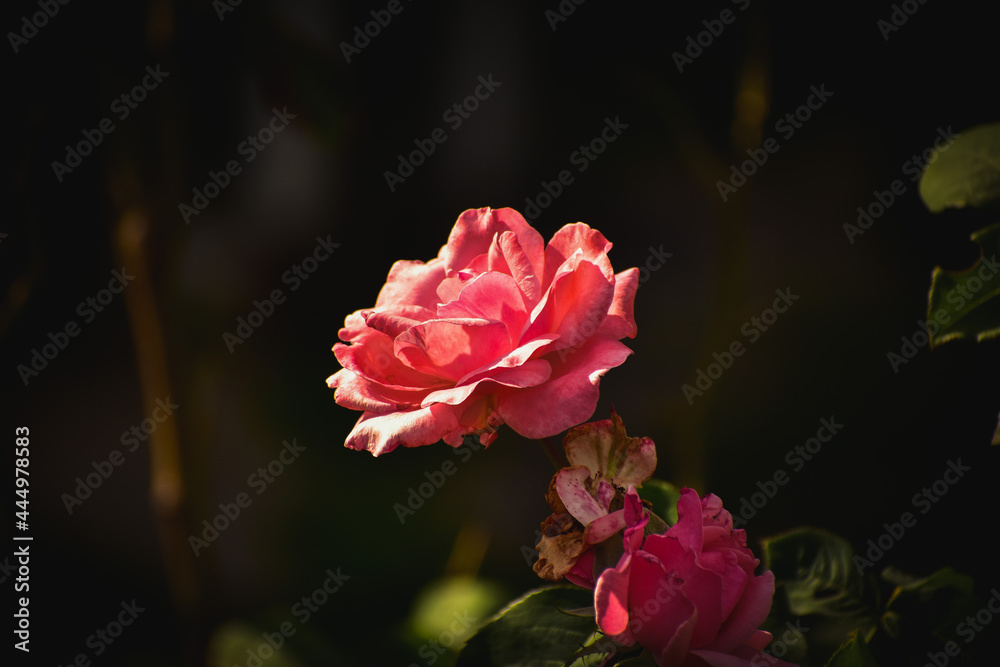 pink rose flower