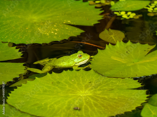 frog in the water