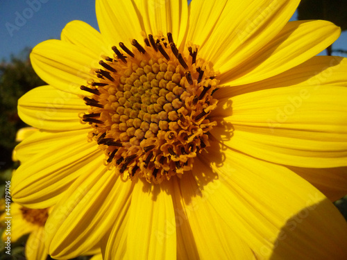 Makro einer Sonnenblume.
