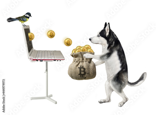 A dog husky in a red cap earns bitcoins using laptop and puts them into a burlap sack. White background. Isolated.