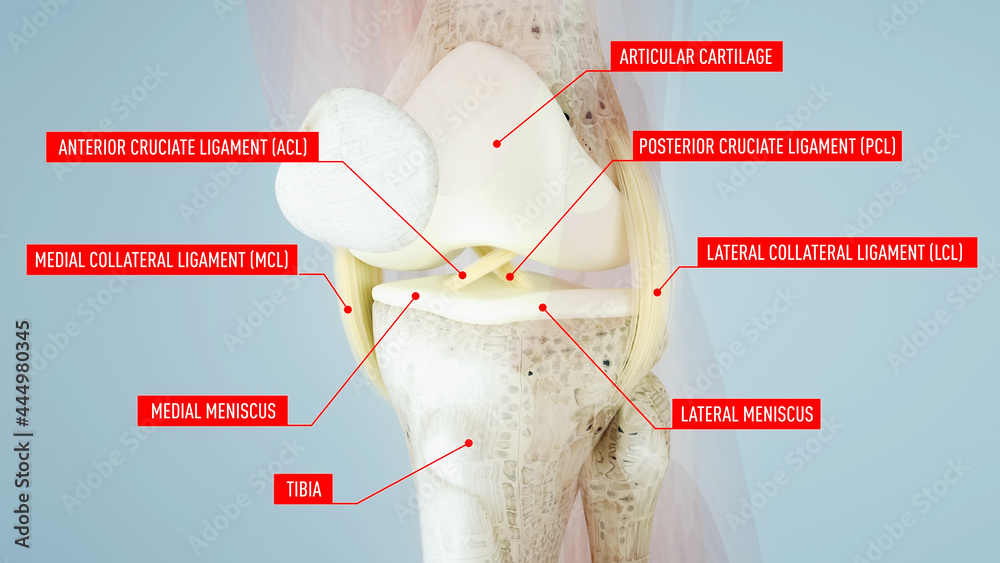Knee surgery, torn tendon repair, ligament repair, pins, bone drilling