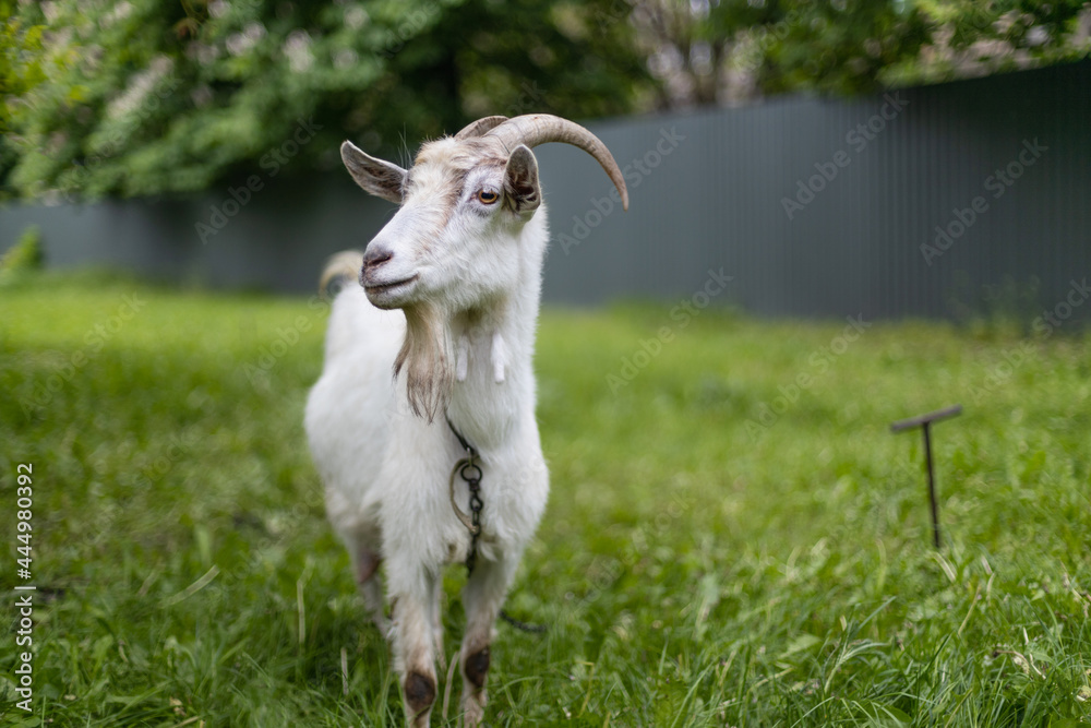 White goat with large horns eats grass in a village meadow. Summer or spring. White goat with large horns eats grass in a village meadow. Summer or spring.