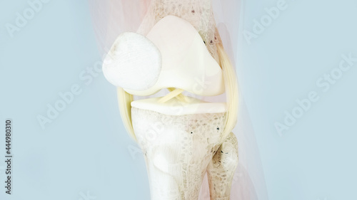 Knee surgery  torn tendon repair  ligament repair  pins  bone drilling  Meniscus  Patella  knee joint  cruciate ligament of the knee  knee surgery  meniscus  hip  3D render of human anatomy