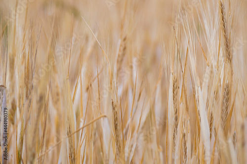 An ear of ripe wheat. Ripe wheat field. Yellow ripe wheat on the farm.