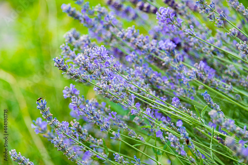 Beautiful blooming lavender on the farm.