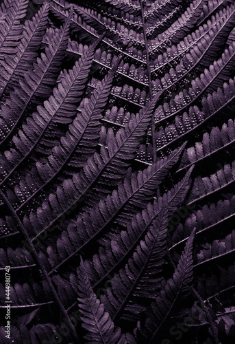 Wallpaper Mural Purple background. Macro leaf texture Torontodigital.ca