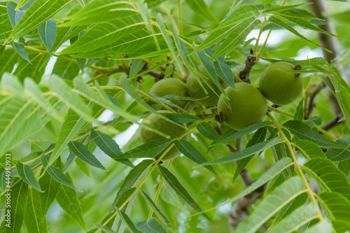 Japanese green walnut. Green walnut on the tree. photo