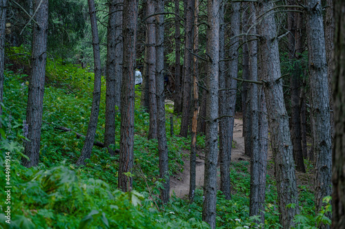 Hiking trail high in the mountains. A weekend route through the valley high in the mountains among the pine trees.