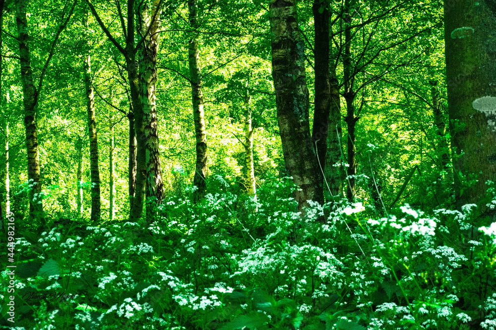 retour à l'état sauvage