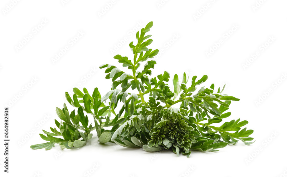 Obraz premium Beautiful green wormwood.