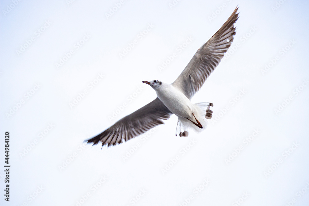 seagull in flight seagull in flight