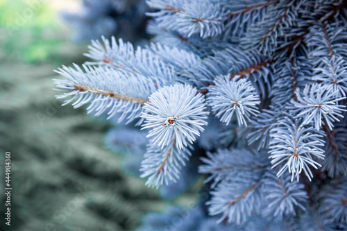  Branches of a beautiful blue spruce or pine close-up  beautiful winter background