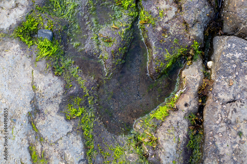 Fototapeta Naklejka Na Ścianę i Meble -  dinosaur footprint in rock at An Corran beach near Staffin Bay, Isle of Skye, Scotland