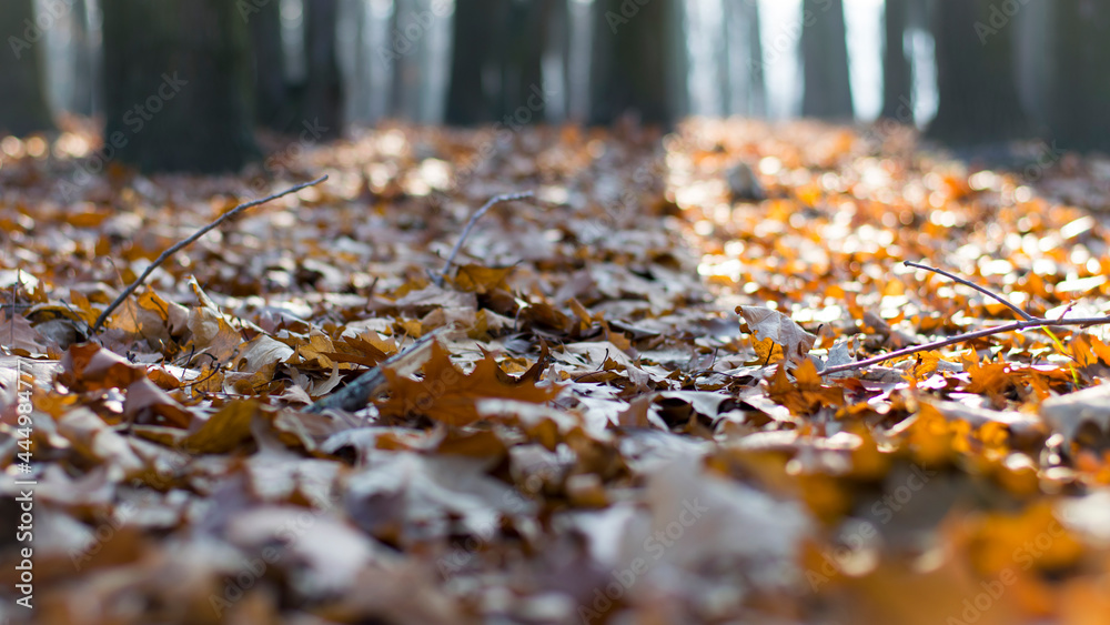Dry oak leaves on the ground in a beautiful autumn forest. autumn background, fallen leaves in a forest or park. Oak Grove. walk in the fresh air. selective soft focus Dry oak leaves on the ground in a beautiful autumn forest. autumn background, fallen leaves in a forest or park. Oak Grove. walk in the fresh air. selective soft focus